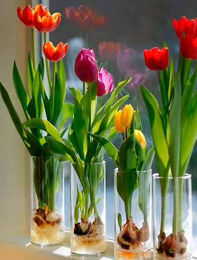 Вырастить тюльпаны в домашних условиях